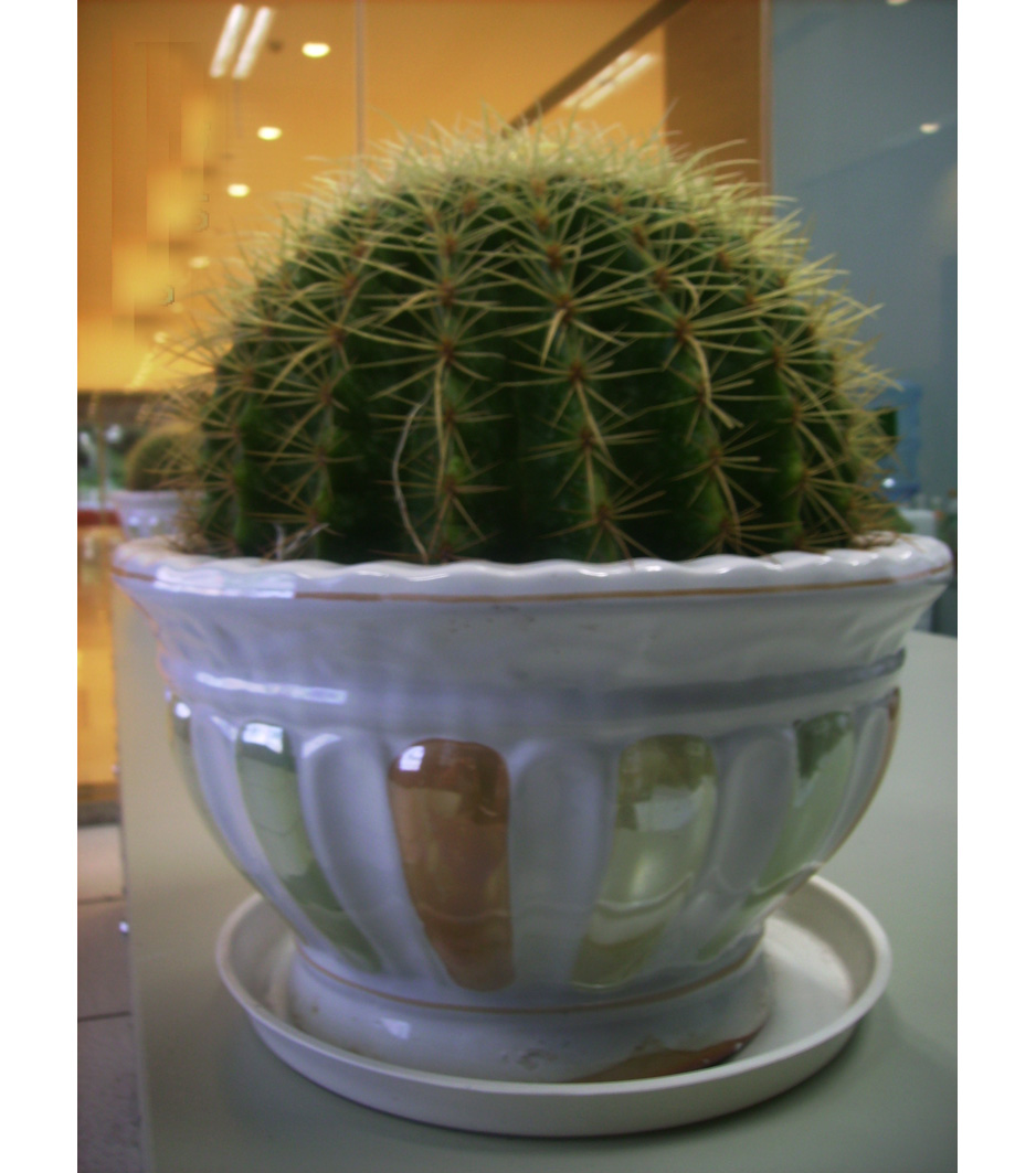 ֲ\ľ\ֲ,ڷ-