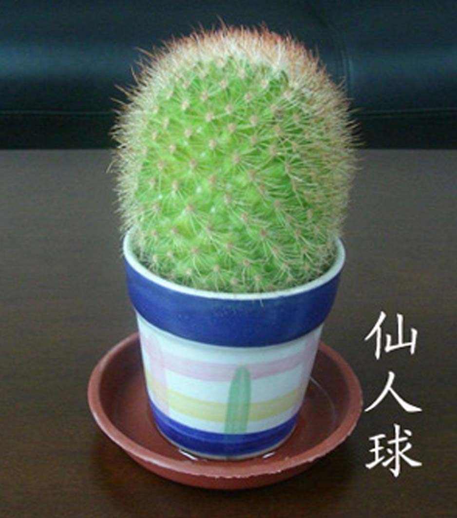 ֲ\ľ\ֲ,ڷ-